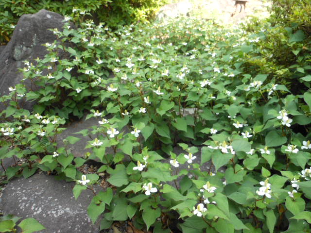 DSCN1761.JPG
