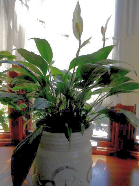 ǯ˹.JPG