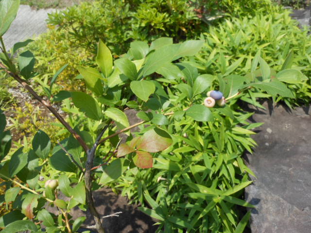 椬ȤΥ֥롼٥꡼h24.6.24.JPG
