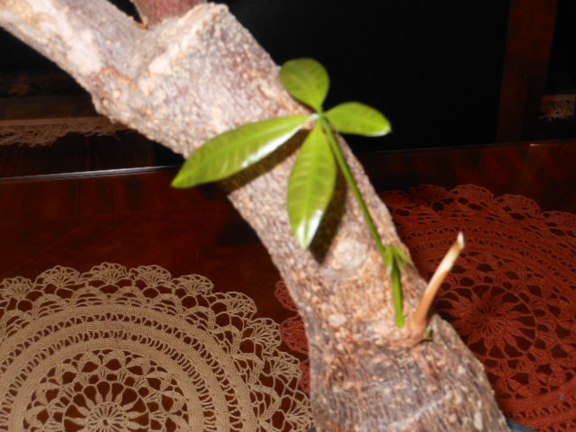 DSCN2200.JPG