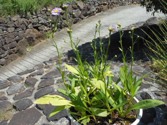 ボルドー菊(1).JPG ボルドー菊(1).JPG