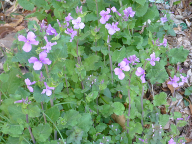 P1020191.JPG