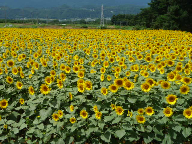 ひまわりH20.8.27(水).JPG ひまわりH20.8.27(水).JPG
