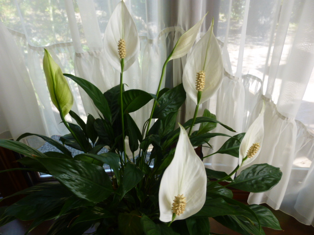 P1020863.JPG