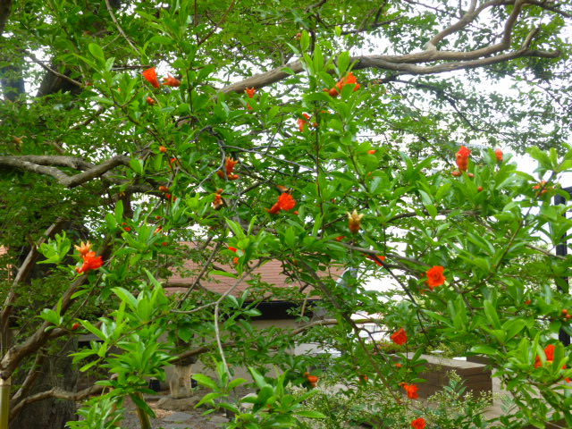 P1030120.JPG