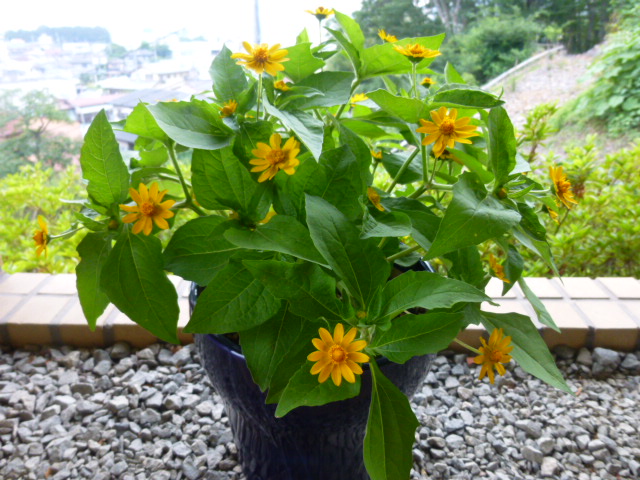 H25,6,30ݥ塼.JPG
