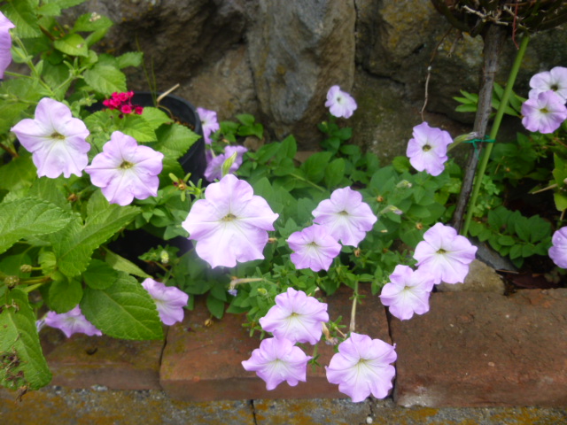H25.8.8ڥ˥.JPG