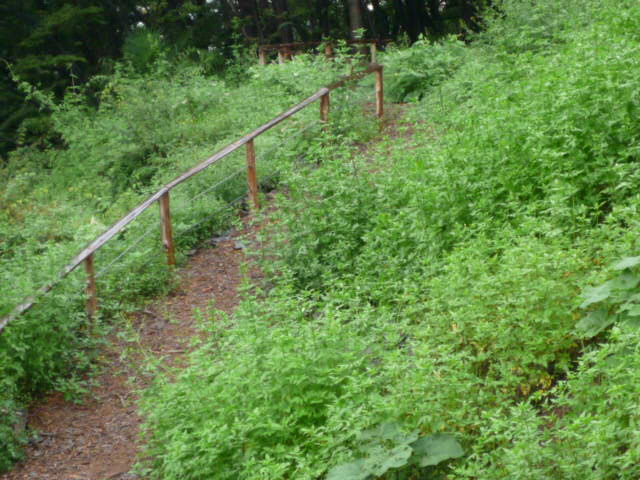 雑草の・・H20.9.22.JPG 雑草の・・H20.9.22.JPG