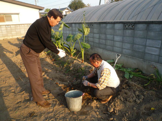 芋ほりH20.11.5.JPG 芋ほりH20.11.5.JPG
