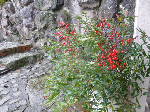 H26.11.26.JPG
