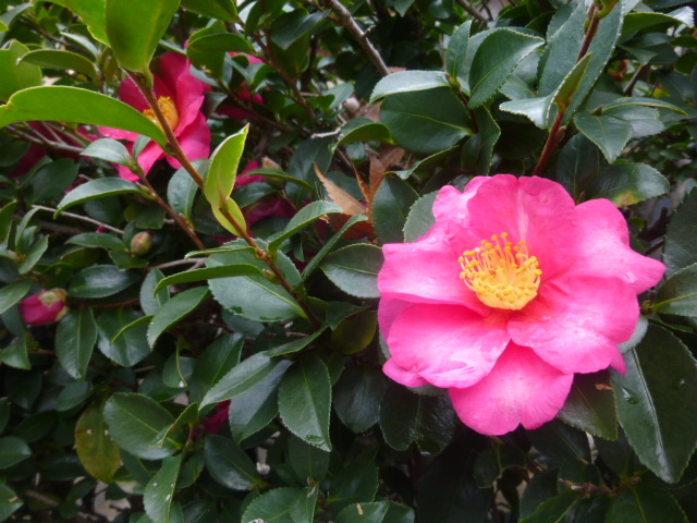 H26.12.12山茶花.JPG H26.12.12山茶花.JPG