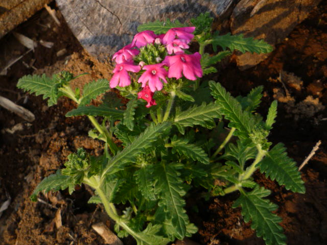 バーベナH21.3.12.JPG バーベナH21.3.12.JPG