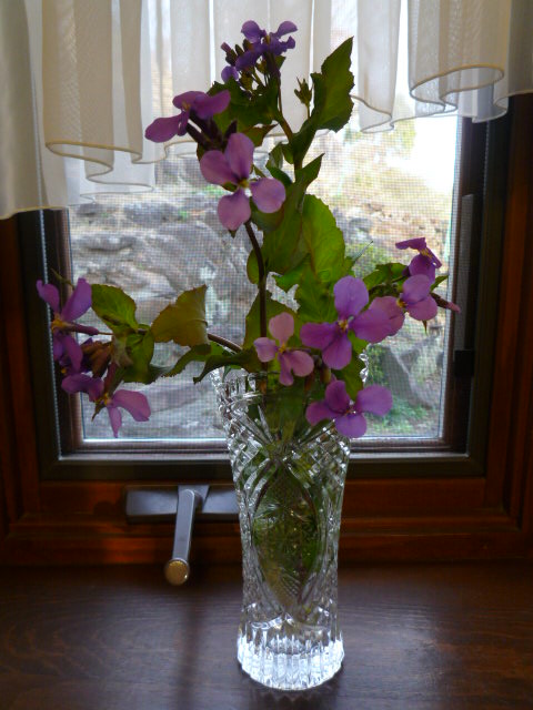 花大根H21.3.12.JPG 花大根H21.3.12.JPG