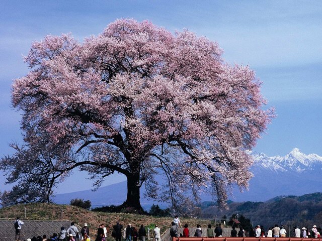 H28.4.6わに塚の桜.jpg H28.4.6わに塚の桜.jpg