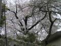 お庭の桜が満開です お庭の桜が満開です