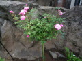 バラの花H21.5.22.JPG バラの花H21.5.22.JPG
