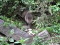 tanuki061010.jpg