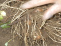 DSCN0040.jpg