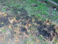 DSCN0076.JPG