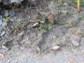 DSCN0075.JPG