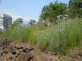 DSCN1591.JPG
