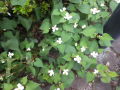 DSCN1762.JPG