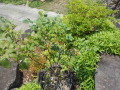 DSCN2154.JPG