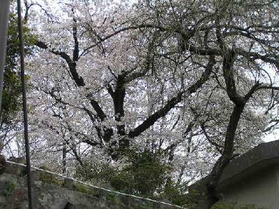 お庭の桜が満開です お庭の桜が満開です