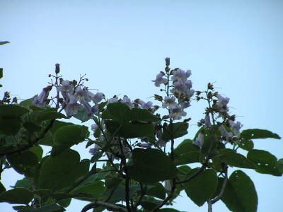 桐の花 桐の花