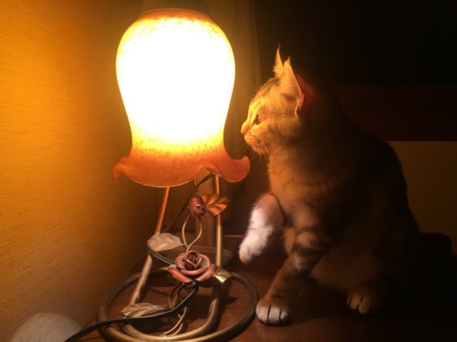 image.jpeg image.jpeg