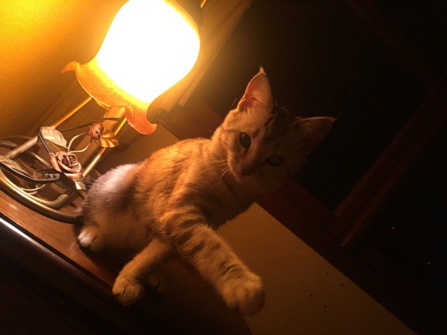 image.jpeg image.jpeg