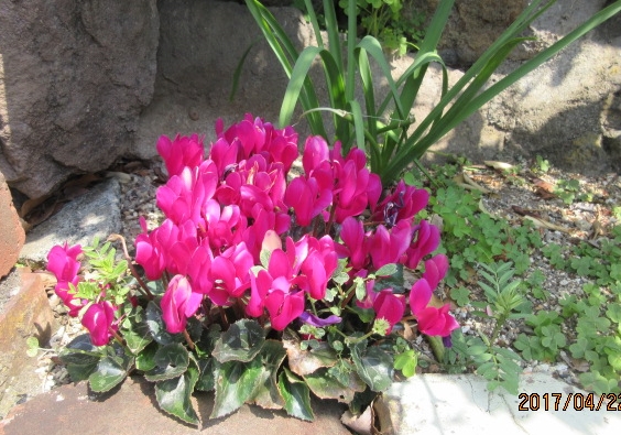 H29.4.23.JPG H29.4.23.JPG