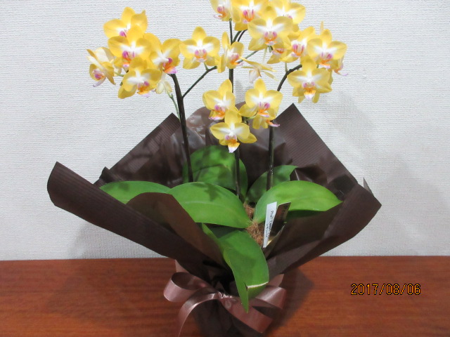 H29,8.6ڿͤ.JPG