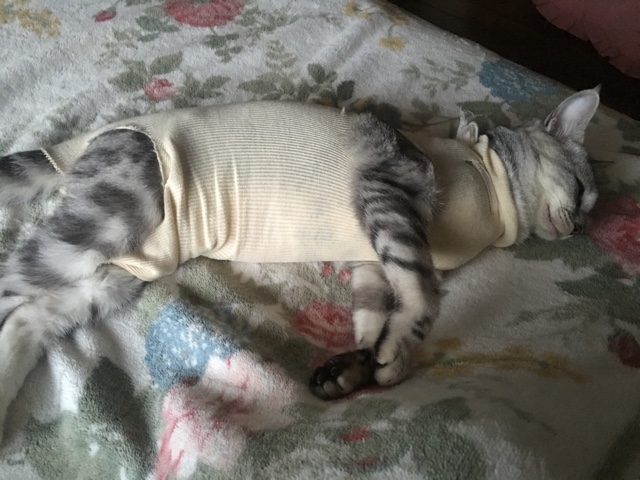 H29.8.25.jpg H29.8.25.jpg