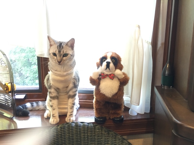 image.jpeg image.jpeg