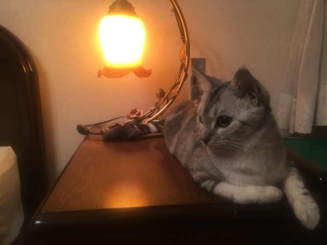image.jpeg image.jpeg