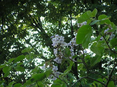 桐の花 桐の花