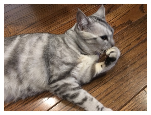 image.jpeg