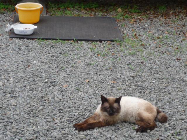 はなちゃんH21531.JPG はなちゃんH21531.JPG