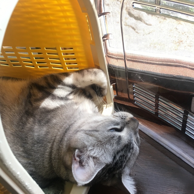 image.jpeg image.jpeg
