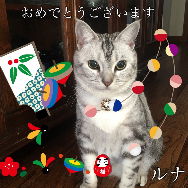 ルナ image.jpeg