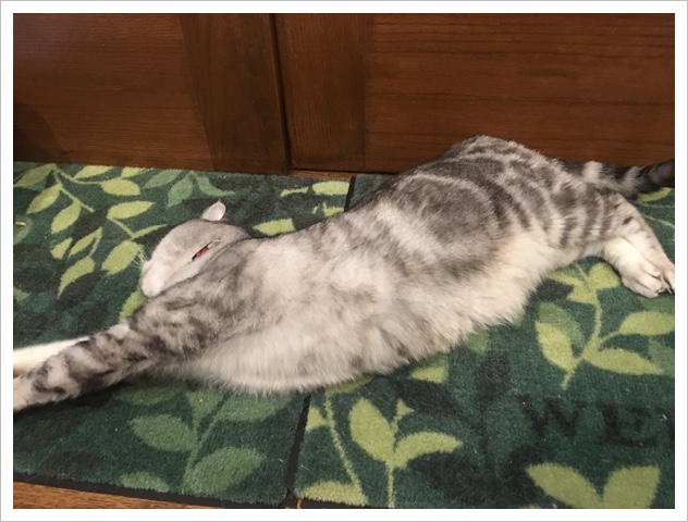 image.jpeg
