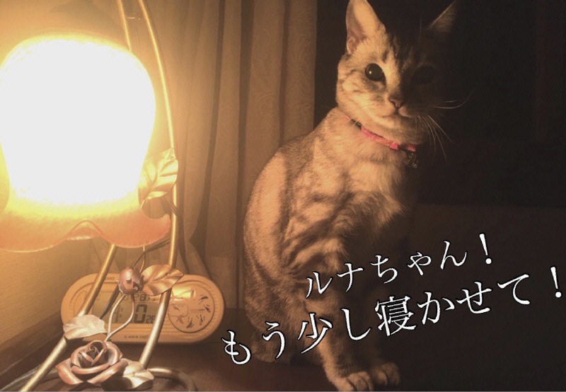 ʤ󡪤⤦ơ
