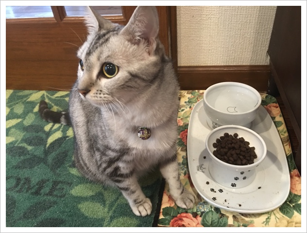 お食事前のルナちゃん お食事前のルナちゃん