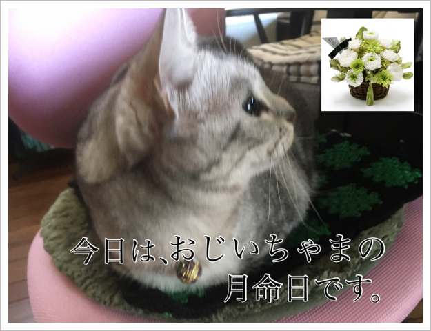 父の月命日のルナちゃん 父の月命日のルナちゃん