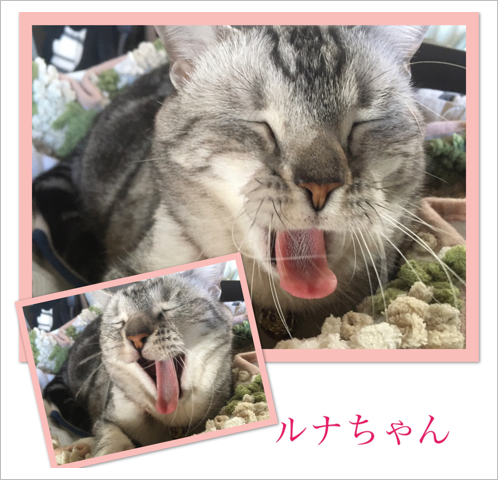舌を出したルナちゃん 舌を出したルナちゃん