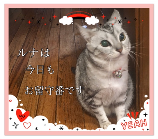 ルナは今日もお留守番です ルナは今日もお留守番です