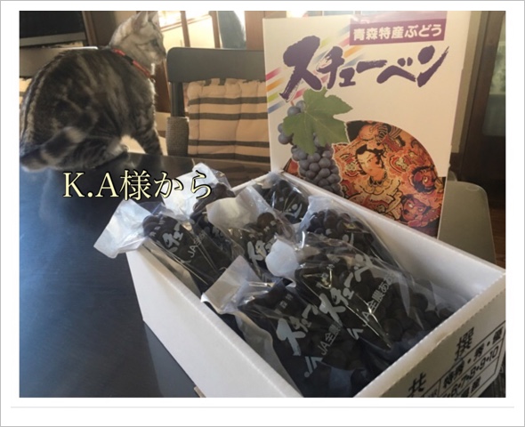 K.A様からお葡萄(青森県産のスチューベン) K.A様からお葡萄(青森県産のスチューベン)