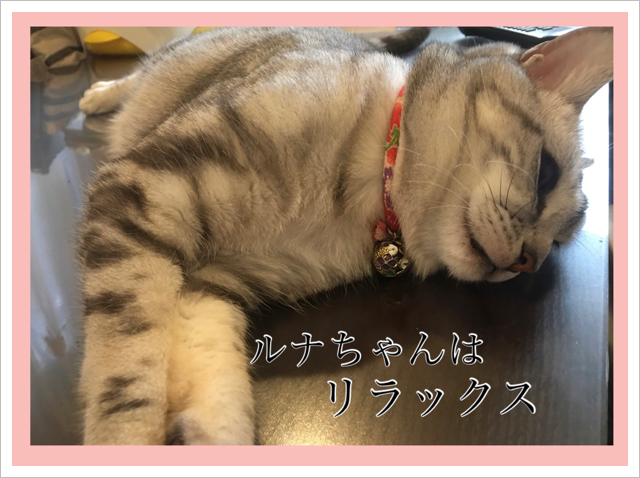 リラックス中のルナちゃん リラックス中のルナちゃん