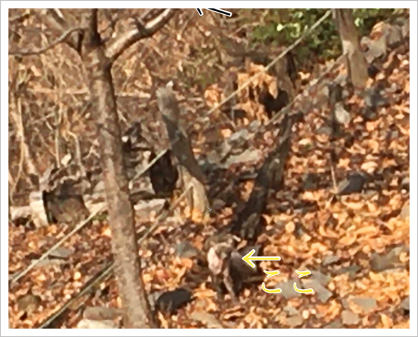 遊歩道に小さなたぬき 遊歩道に小さなたぬき